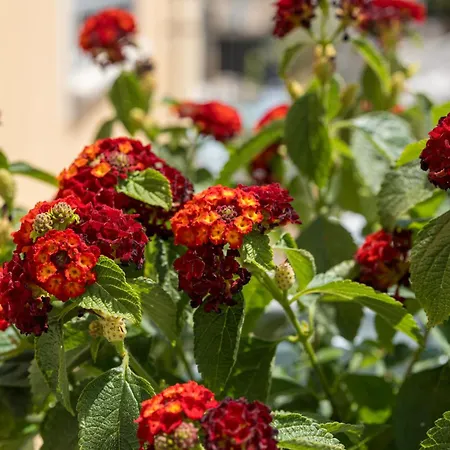 S'unda Jara 3* Alghero