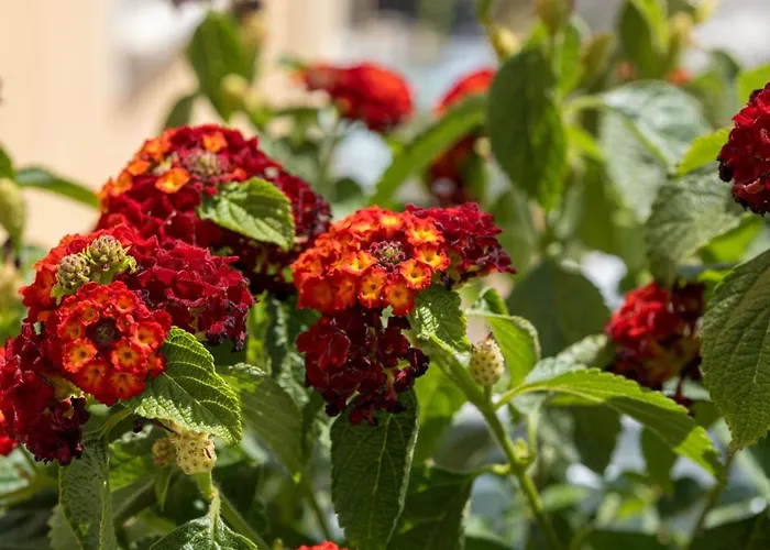 S'unda Jara 3* Alghero